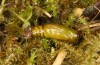 Entephria caesiata: Puppe (e.l. Südschwarzwald, 1450m, Raupe Ende April 2020) [S]