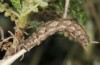 Mattia callidaria: Larva (Cyprus, Paphos, late February 2017, on Sarcopoterium spinosum) [M]