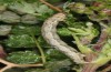 Mattia callidaria: Larva (Cyprus, Paphos, late February 2017, on Sarcopoterium spinosum) [M]