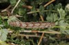 Mattia callidaria: Larva (Cyprus, Paphos, late February 2017, on Sarcopoterium spinosum) [M]