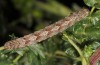 Mattia callidaria: Larva (Cyprus, Paphos, late February 2017, on Sarcopoterium spinosum) [M]