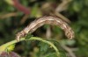 Mattia callidaria: Larva (Cyprus, Paphos, late February 2017, on Sarcopoterium spinosum) [M]