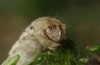 Mattia callidaria: Larva (Cyprus, Paphos, late February 2017, on Sarcopoterium spinosum) [M]