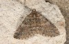 Mattia callidaria: Adult (e.l. rearing, Cyprus, Paphos, late February 2017 on Sarcopoterium spinosum) [S]