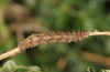 Mattia callidaria: Larva (Cyprus, Paphos, late February 2017, on Sarcopoterium spinosum) [M]