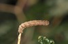 Mattia callidaria: Half-grown larva (Cyprus, Paphos, late February 2017, on Sarcopoterium spinosum) [M]