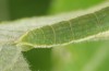 Trichopteryx carpinata: Larva (S-Germany, Memmingen, larva in June 2016) [S]