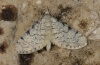 Eupithecia carpophagata: Adult (e.l. Phalakro mountain, Greece, larva in July 2011) [S]