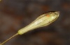 Eupithecia carpophagata: Egg on Silene saxifraga (Phalakro, Greece, July 2011) [N]