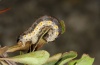 Rheumaptera cervinalis: Larva [S]
