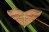 Scotopteryx chenopodiata: Adult (Memmingen, S-Germany, August 2013) [N]