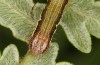Petrophora chlorosata: Larva (S-Germany, Lautrach near Memmingen, July 2021) [S]