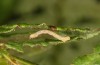 Petrophora chlorosata: Young larva (S-Germany, Lautrach near Memmingen, July 2021) [S]