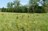 Timandra comae: Habitat in a partly fallow meadow (northern Baden-Württemberg, June 2011) [N]