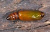 Peribatodes correptaria: Pupa (e.l. rearing, Greece, Samos Island, above Ireon, early March 2016) [S]