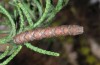 Peribatodes correptaria: Larva (Greece, Samos Island, above Ireon, early March 2016) [M]