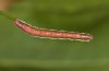 Lythria cruentaria: Larva (e.l. rearing, SE-Poland, larva in early September 2021) [S]