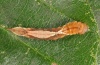 Drepana cultraria: Larva (Swabian Alb, Southern Germany, mid-September 2011) [N]