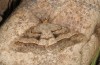 Isturgia deerraria: Männchen (Gran Canaria, Barranco Arguineguin, Mitte Dezember 2016) [N]