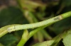 Anticlea derivata: Half-grown larva (eastern Swabian Alb, Southern Germany, early June 2012) [M]