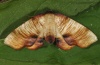 Plagodis dolabraria: Adult (e.l. Upper Rhine 2011) [S]