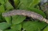 Crocallis elinguaria: Larva [S]