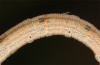 Scopula emutaria: Larva in the final instar (NW-Germany, Spiekeroog island, mid-March 2024) [S]