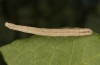 Scopula emutaria: Larva in the final instar (NW-Germany, Spiekeroog island, mid-March 2024) [S]