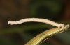 Scopula emutaria: Larva in the final instar (NW-Germany, Spiekeroog island, mid-March 2024) [S]