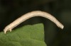 Scopula emutaria: Larva in the final instar (NW-Germany, Spiekeroog island, mid-March 2024) [S]