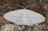 Scopula emutaria: Male (e.l. rearing, NW-Germany, Spiekeroog island, larva in mid-March 2024) [S]