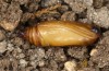 Scopula emutaria: Pupa (e.l. rearing, NW-Germany, Spiekeroog island, larva in mid-March 2024) [S]