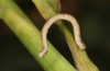 Scopula emutaria: Larva in the penultimate instar (NW-Germany, Spiekeroog island, mid-March 2024) [M]