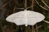 Scopula emutaria: Male (e.l. rearing, NW-Germany, Spiekeroog island, larva in mid-March 2024) [S]