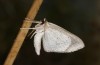 Scopula emutaria: Male drying its wings after eclosion (e.l. rearing, NW-Germany, Spiekeroog island, larva in mid-March 2024) [S]