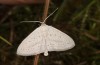 Scopula emutaria: Male (e.l. rearing, NW-Germany, Spiekeroog island, larva in mid-March 2024) [S]