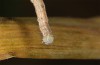 Scopula emutaria: Larva in the final instar (NW-Germany, Spiekeroog island, mid-March 2024) [S]