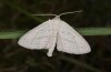 Scopula emutaria: Male (e.l. rearing, NW-Germany, Spiekeroog island, larva in mid-March 2024) [S]
