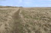 Scopula emutaria: Larval habitat (NW-Germany, Spiekeroog island, mid-March 2024) [N]