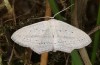 Scopula emutaria: Male (e.l. rearing, NW-Germany, Spiekeroog island, larva in mid-March 2024) [S]