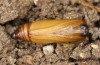 Scopula emutaria: Pupa (e.l. rearing, NW-Germany, Spiekeroog island, larva in mid-March 2024) [S]