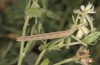 Phaiogramma etruscaria: Larva (E-Austria, Lower Austria, Steinfeld, late June 2018) [S]