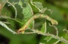 Eupithecia exiguata: Larva (northern Black Forest, early October 2010) [M]