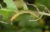 Eupithecia exiguata: Raupe (Nordschwarzwald, Anfang Oktober 2010) [M]