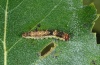 Drepana falcataria: Young larva (eastern Swabian Alb, Southern Germany, September 2010) [N]