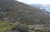 Phaiogramma faustinata: Habitat auf Teneriffa im Anaga-Gebirge in Küstennähe (März 2012) [N]