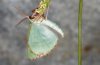 Thalera fimbrialis: Adult expanding its wings [S]