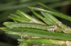 Thera firmata: Young larva (Valais, 15.06.2012) [M]