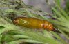 Entephria flavicinctata: Pupa [S]