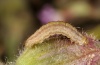 Perizoma flavofasciata: Larva (Schwäbisch Gmünd, July 2011) [M]